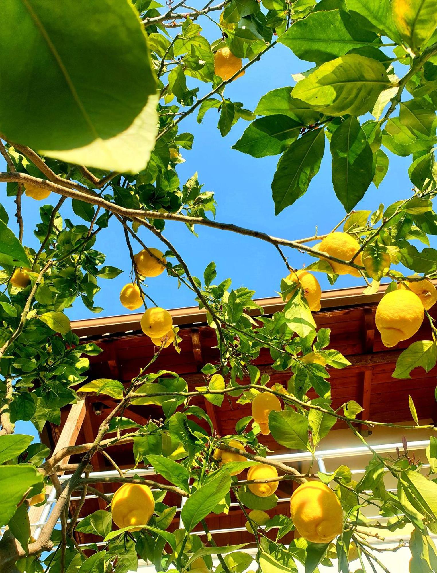 Philoxenia Guest House Хімара Екстер'єр фото